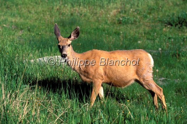 cerf virginie 2.JPG - Cerf de Virginie (femelle) ou Cerf à queue blancheWhite tailed deerOdocoileus virginianusCervidaeCanada